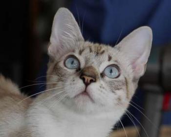 Minou Bild von Minou