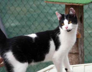 Blacky Bild von Blacky