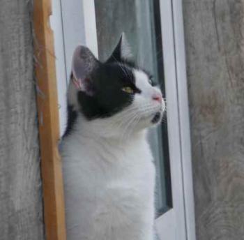 Blacky Bild von Blacky