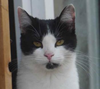 Blacky Bild von Blacky
