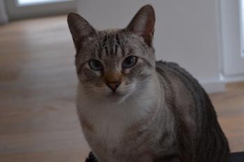 Celeste Bild von Celeste