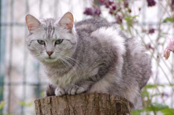 Daira Bild von Daira