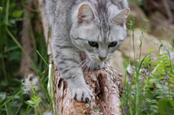 Daira Bild von Daira