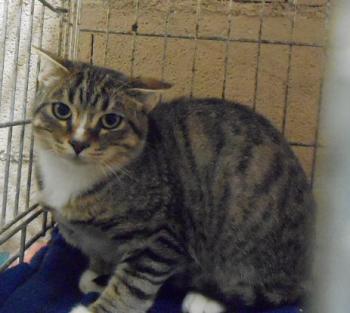 Josepo Bild von Josepo