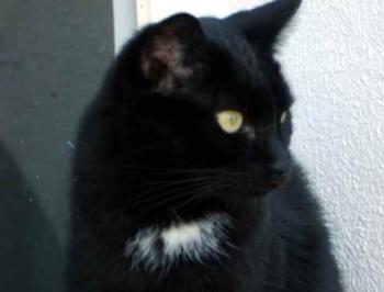 Sally Bild von Sally