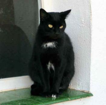 Sally Bild von Sally