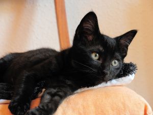 Sherwin Bild von Sherwin