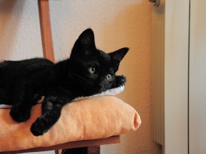 Sherwin Bild von Sherwin