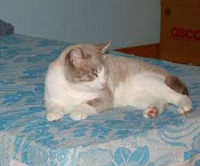 Merlin Bild von Merlin