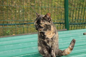Keiko Bild von Keiko