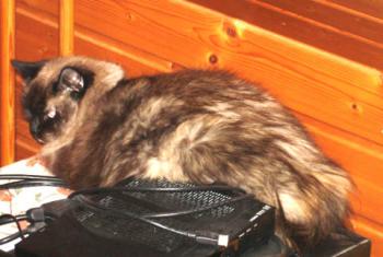 Chica Bild von Chica