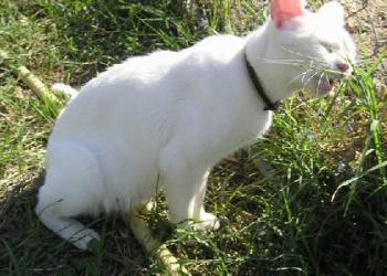 Blanca Bild von Blanca
