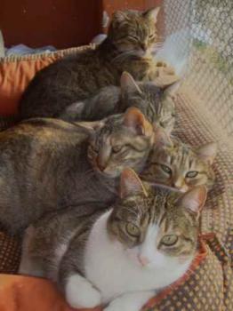 Bild von Sweet