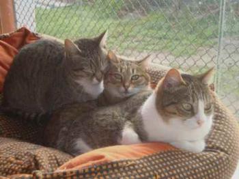 Bild von Sweet