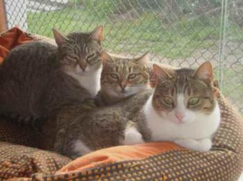 Bild von Sweet