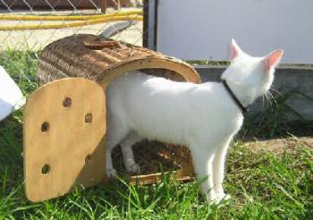 Blanca Bild von Blanca