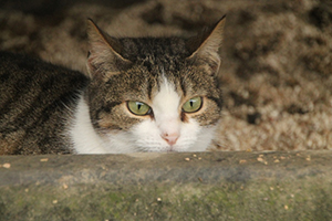 Bild von Selene