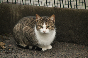 Bild von Selene