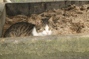 Bild von Selene