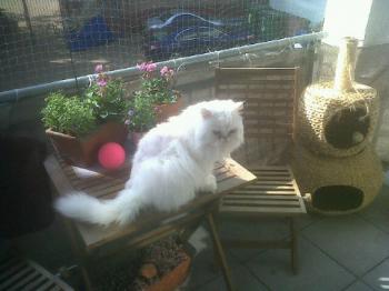 Rocky Bild von Rocky