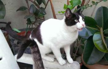 Agusti Bild von Agusti