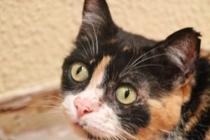 Zulema Bild von Zulema