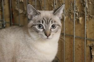 Demeter Bild von Demeter