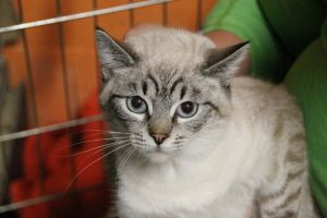 Demeter Bild von Demeter