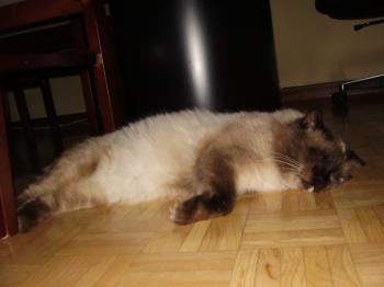 Caspian Bild von Caspian