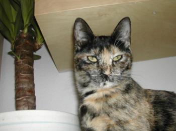 Sedna Bild von Sedna