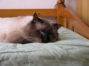 Caspian Bild von Caspian