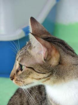 Bild von Lisa