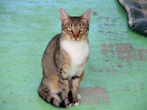 Bild von Lisa