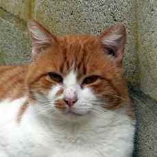 Tino Bild von Tino