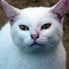 Nieves Bild von Nieves
