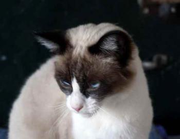 Cilia Bild von Cilia