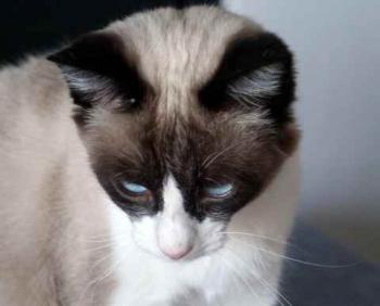 Cilia Bild von Cilia