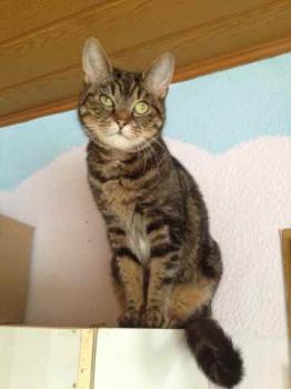 Nala Bild von Nala