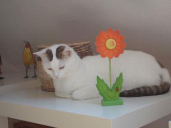 Flocke Bild von Flocke