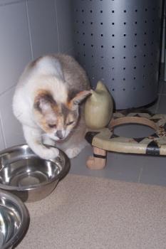 Dalila Bild von Dalila