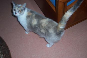 Dalila Bild von Dalila