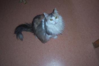 Susi Bild von Susi