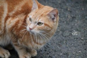 Belmondo Bild von Belmondo