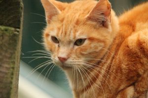 Belmondo Bild von Belmondo