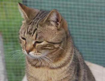 Nacha Bild von Nacha