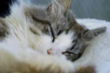 Romeo Bild von Romeo
