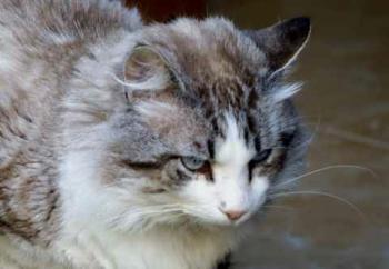 Romeo Bild von Romeo