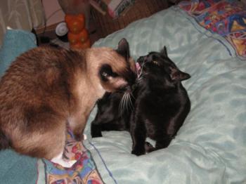 Hugo Bild von Hugo