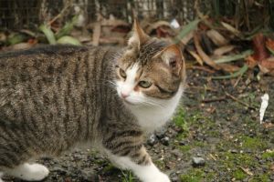 Bild von Selene