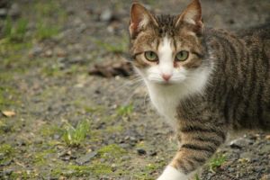 Bild von Selene